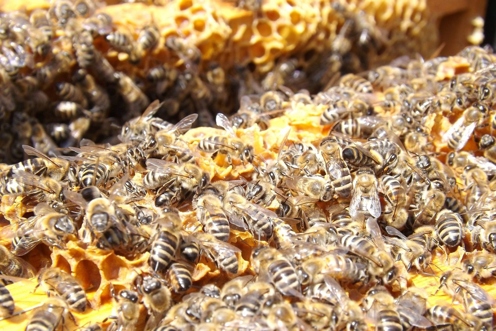 Bees on Honey Comb