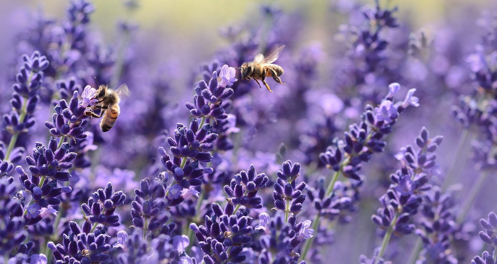 Bees on Purple Lavender