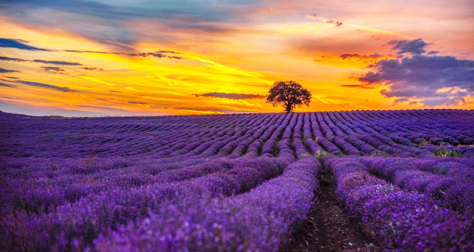 Lavender Purple Flower Field with Sunset